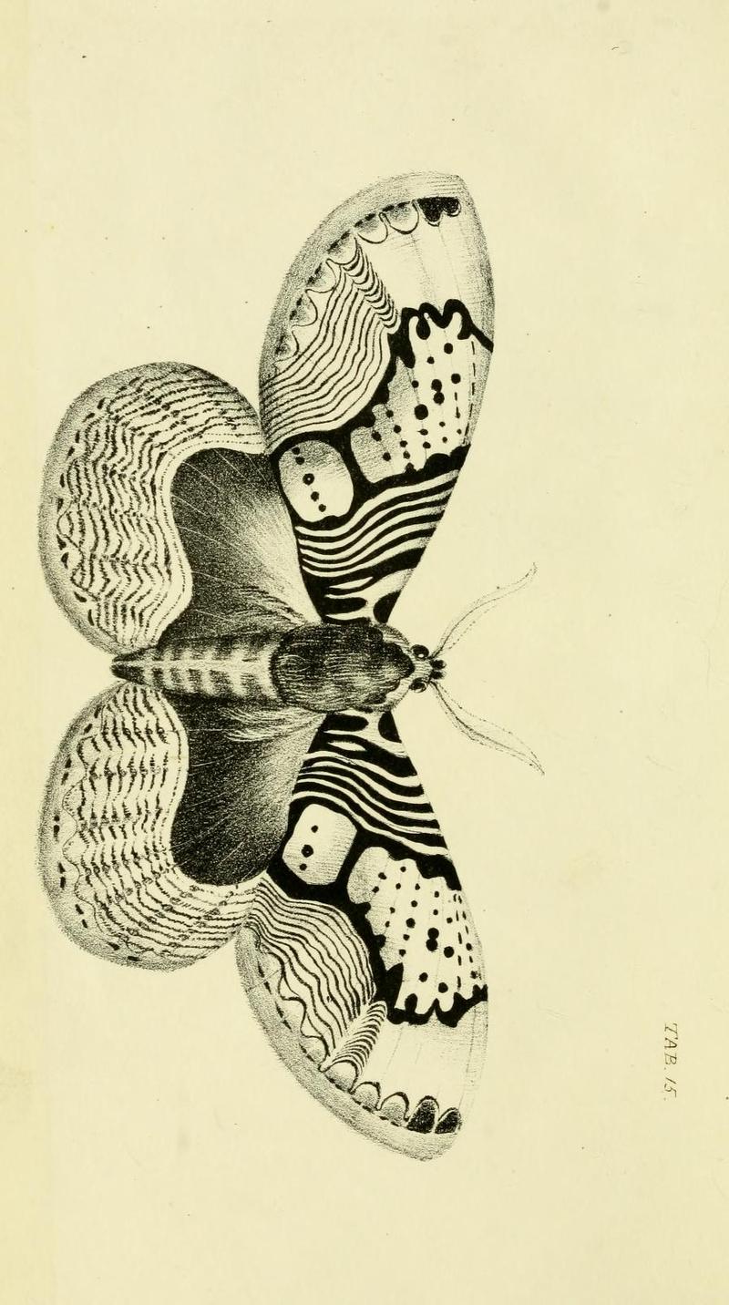 GrayNepalPlate15