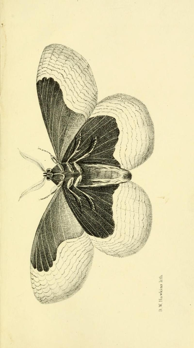 GrayNepalPlate16