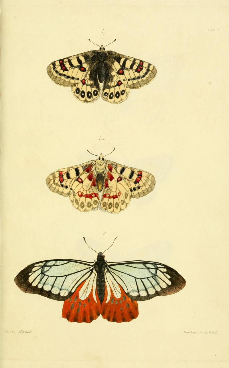 GrayNepalPlate4