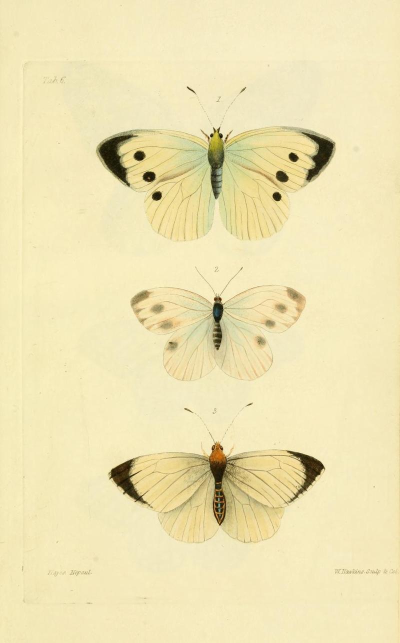 GrayNepalPlate6
