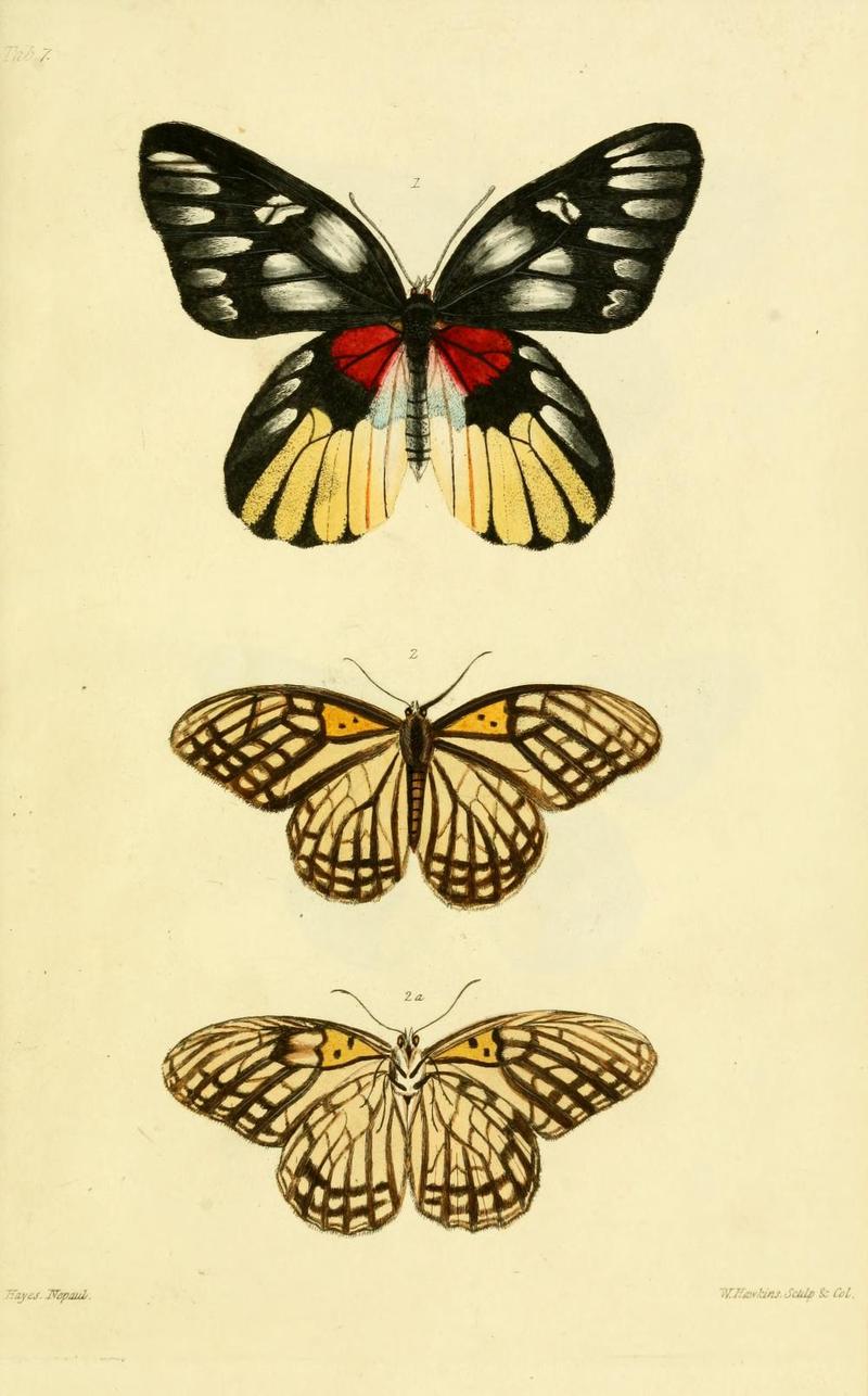 GrayNepalPlate7