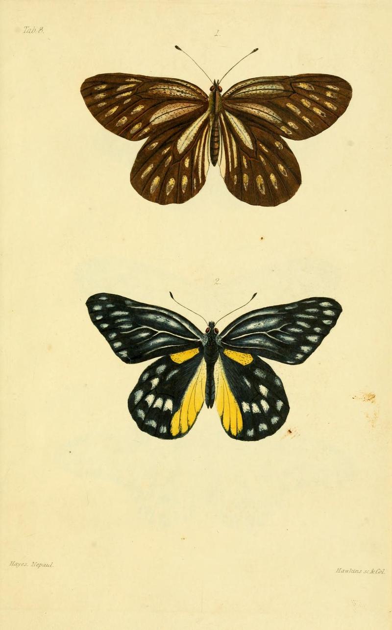 GrayNepalPlate8