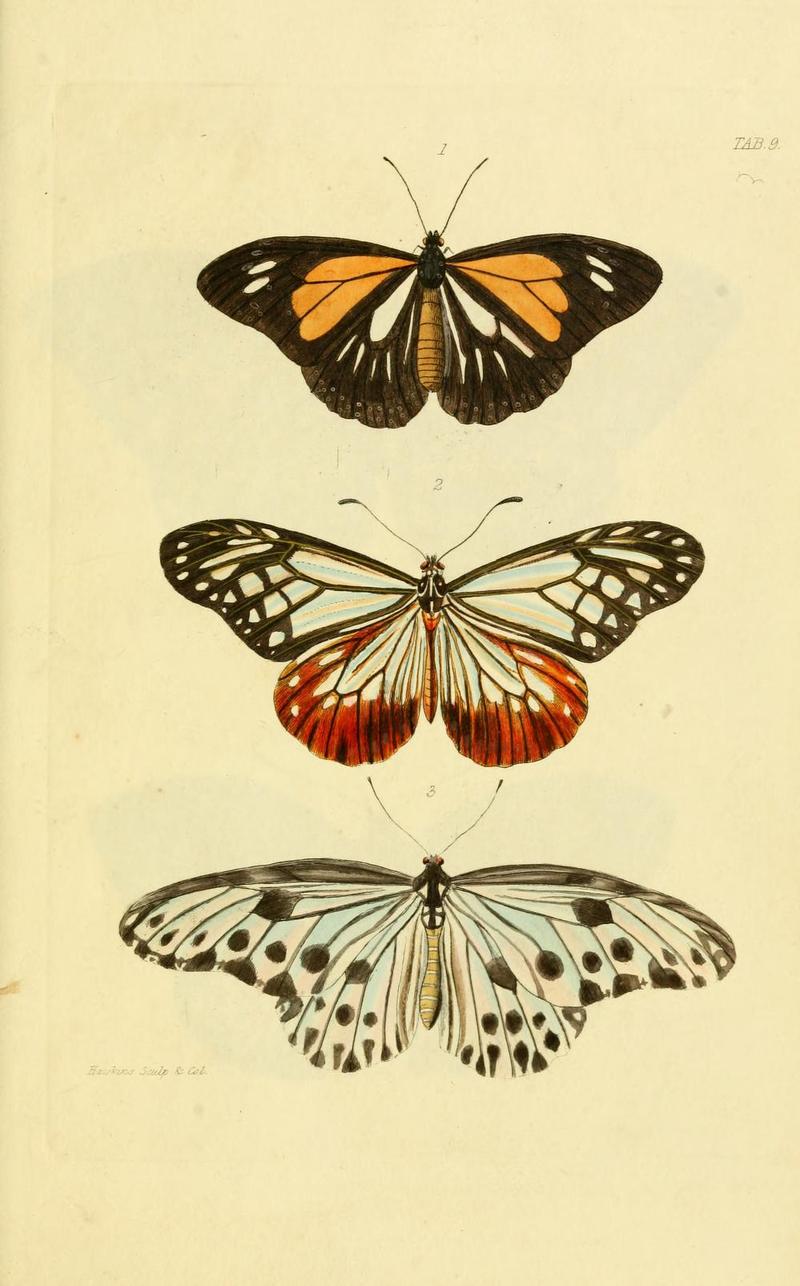 GrayNepalPlate9