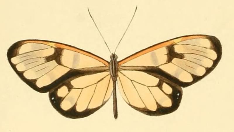 Greta theudelinda