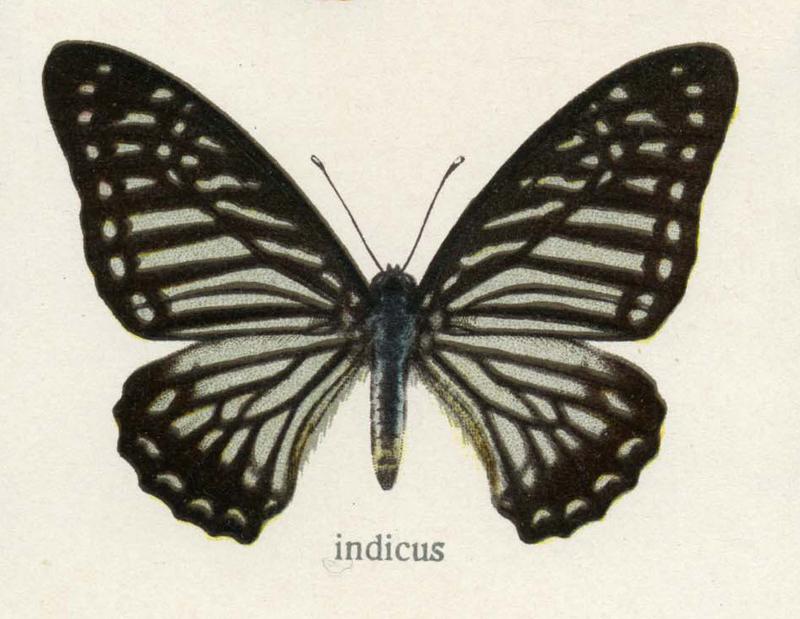 Graphium macareus indicus Rothschild 1895