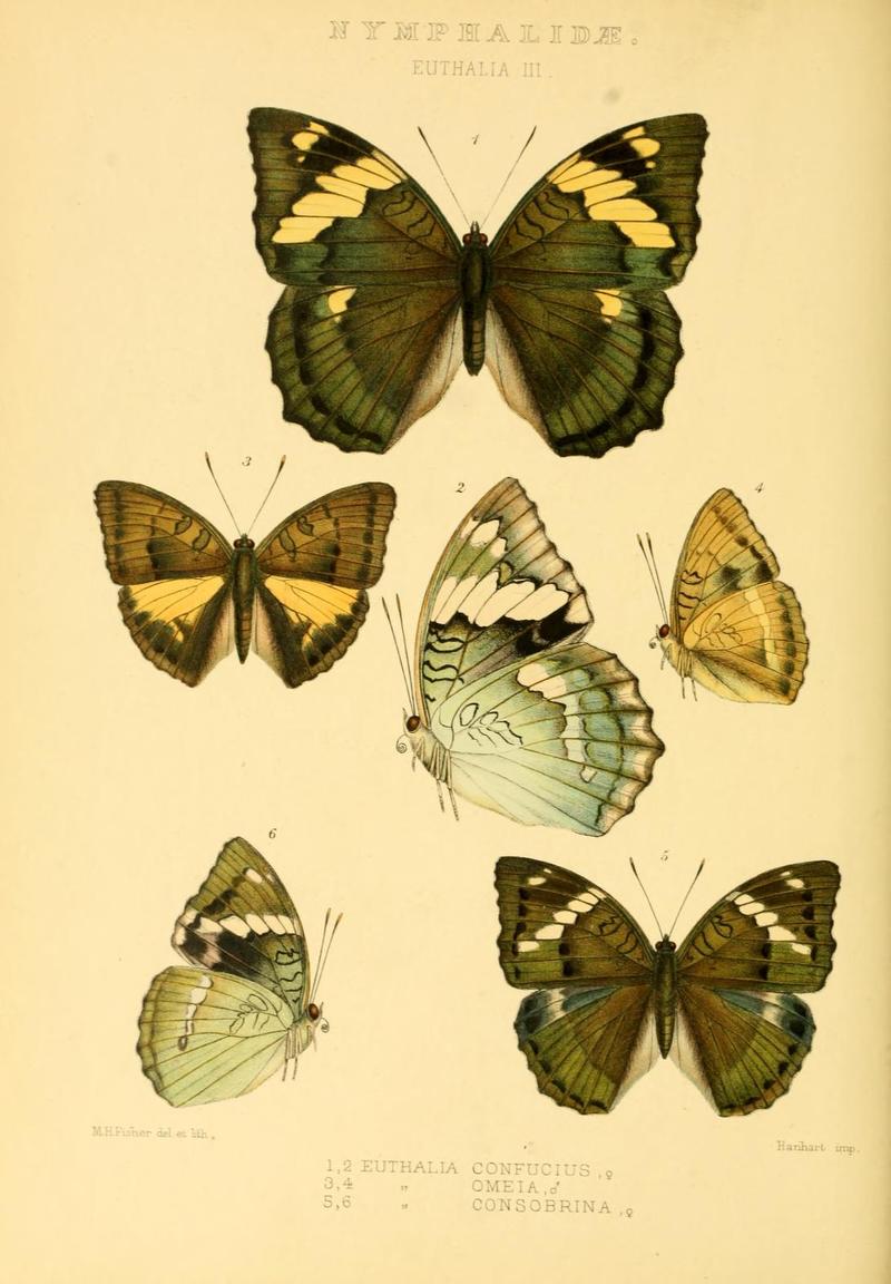 GroseSmithKirby1887RhopExotNymphalidaeEuthaliaIII