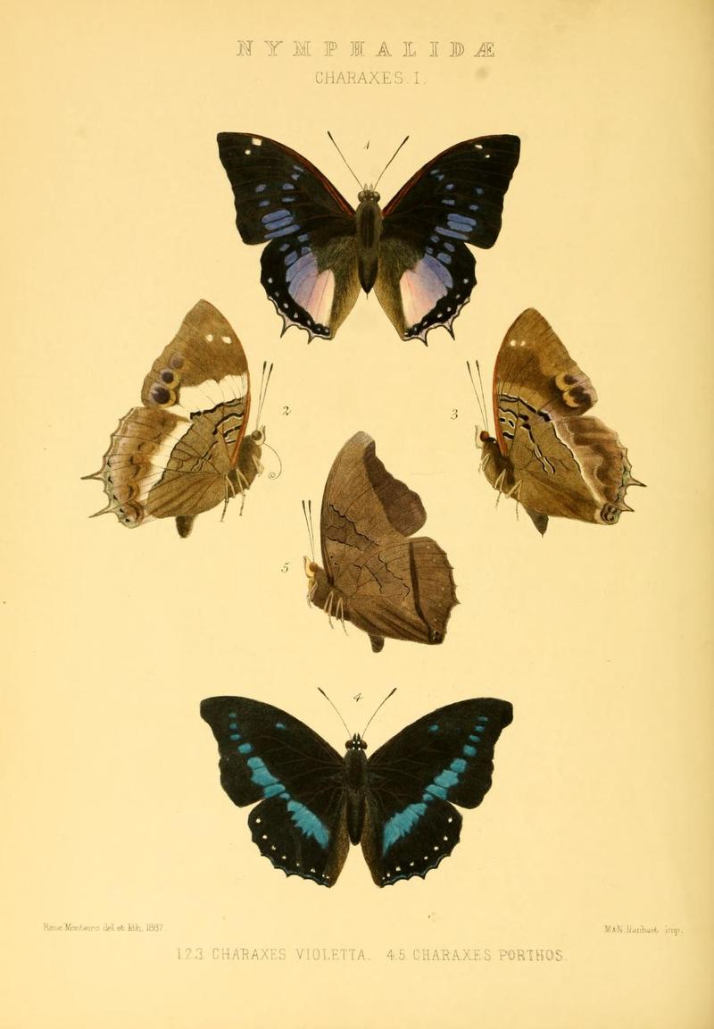 GroseSmithKirby1891RhopExotNymphalidaeCharaxesI
