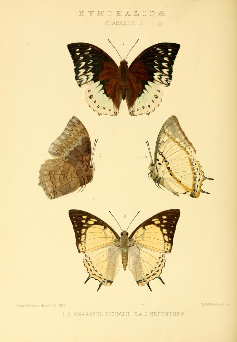 GroseSmithKirby1891RhopExotNymphalidaeCharaxesII