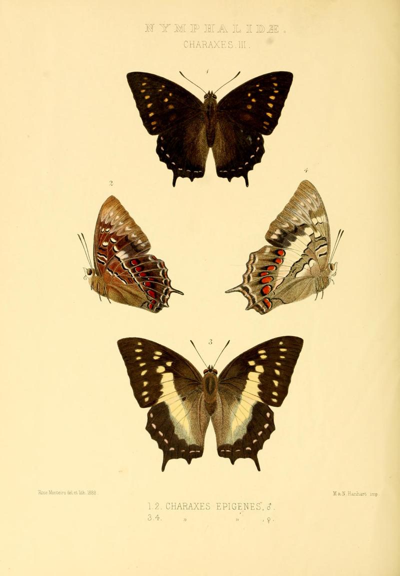 GroseSmithKirby1891RhopExotNymphalidaeCharaxesIII