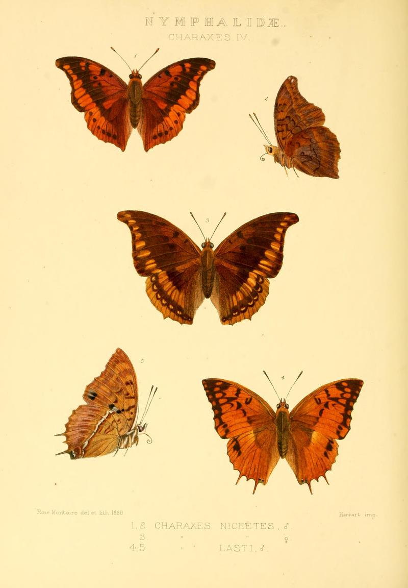 GroseSmithKirby1891RhopExotNymphalidaeCharaxesIV