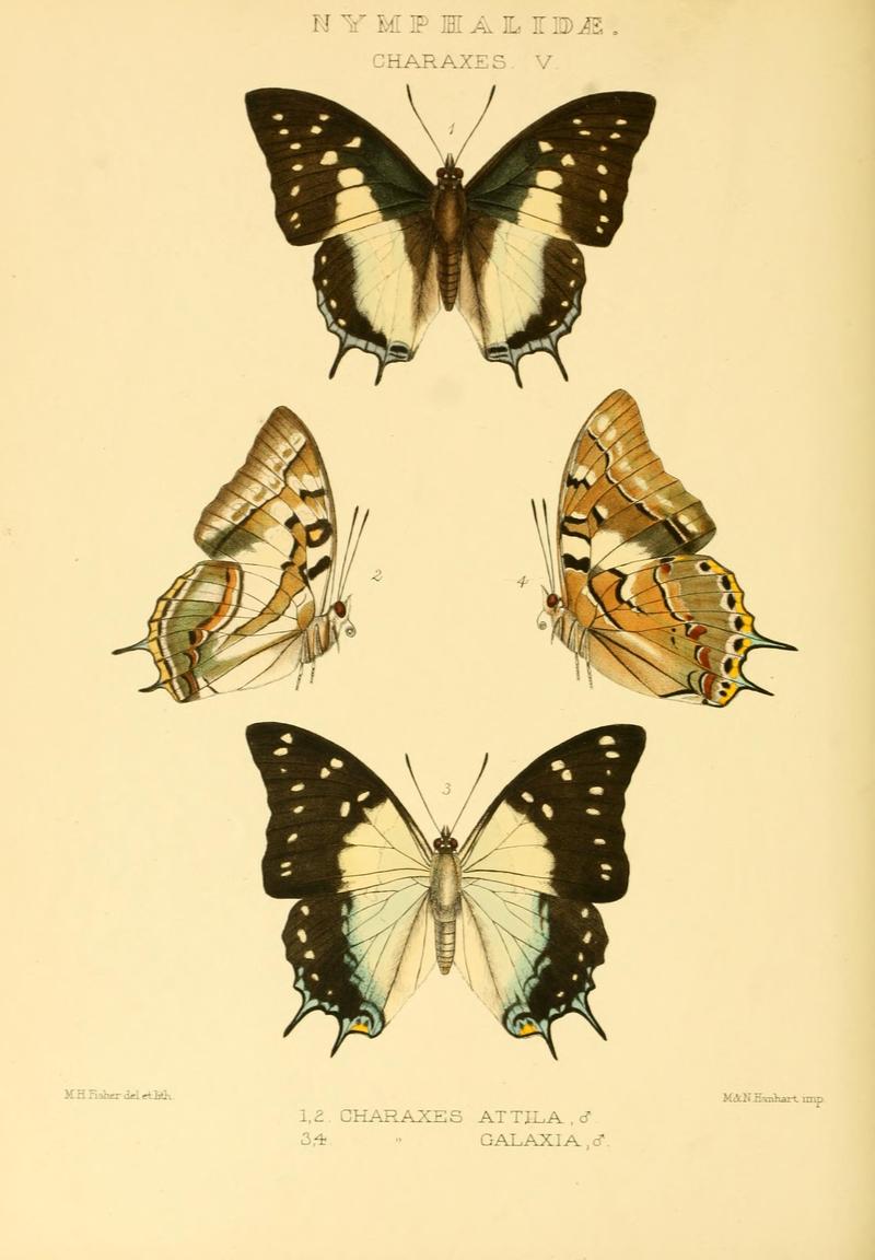 GroseSmithKirby1891RhopExotNymphalidaeCharaxesV