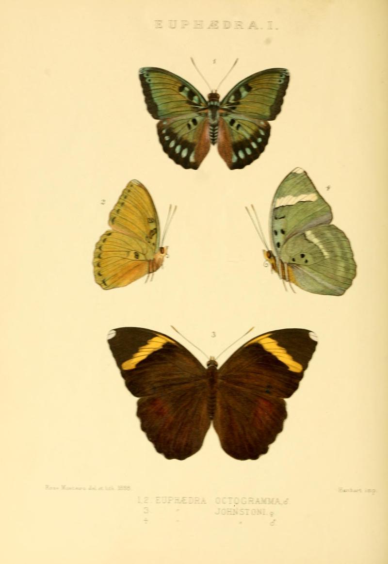 GroseSmithKirby1891RhopExotNymphalidaeEuphaedraI
