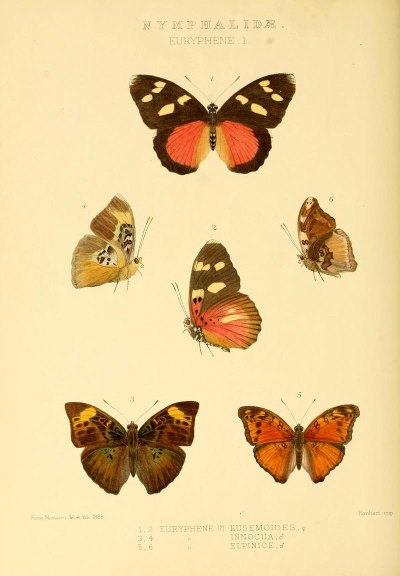 GroseSmithKirby1891RhopExotNymphalidaeEurypheneI