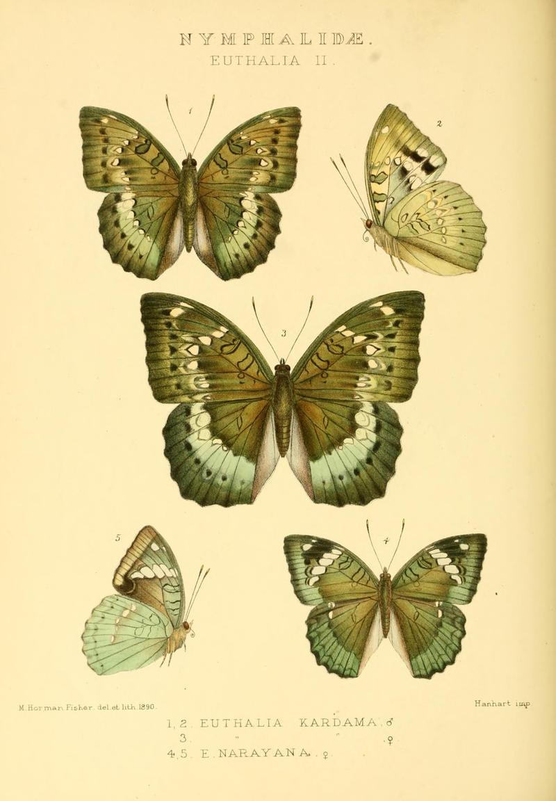 GroseSmithKirby1891RhopExotNymphalidaeEuthaliaII