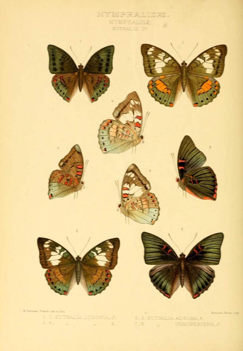GroseSmithKirby1891RhopExotNymphalidaeEuthaliaIV