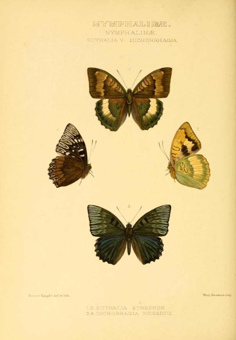 GroseSmithKirby1891RhopExotNymphalidaeEuthaliaVDichorrhagia