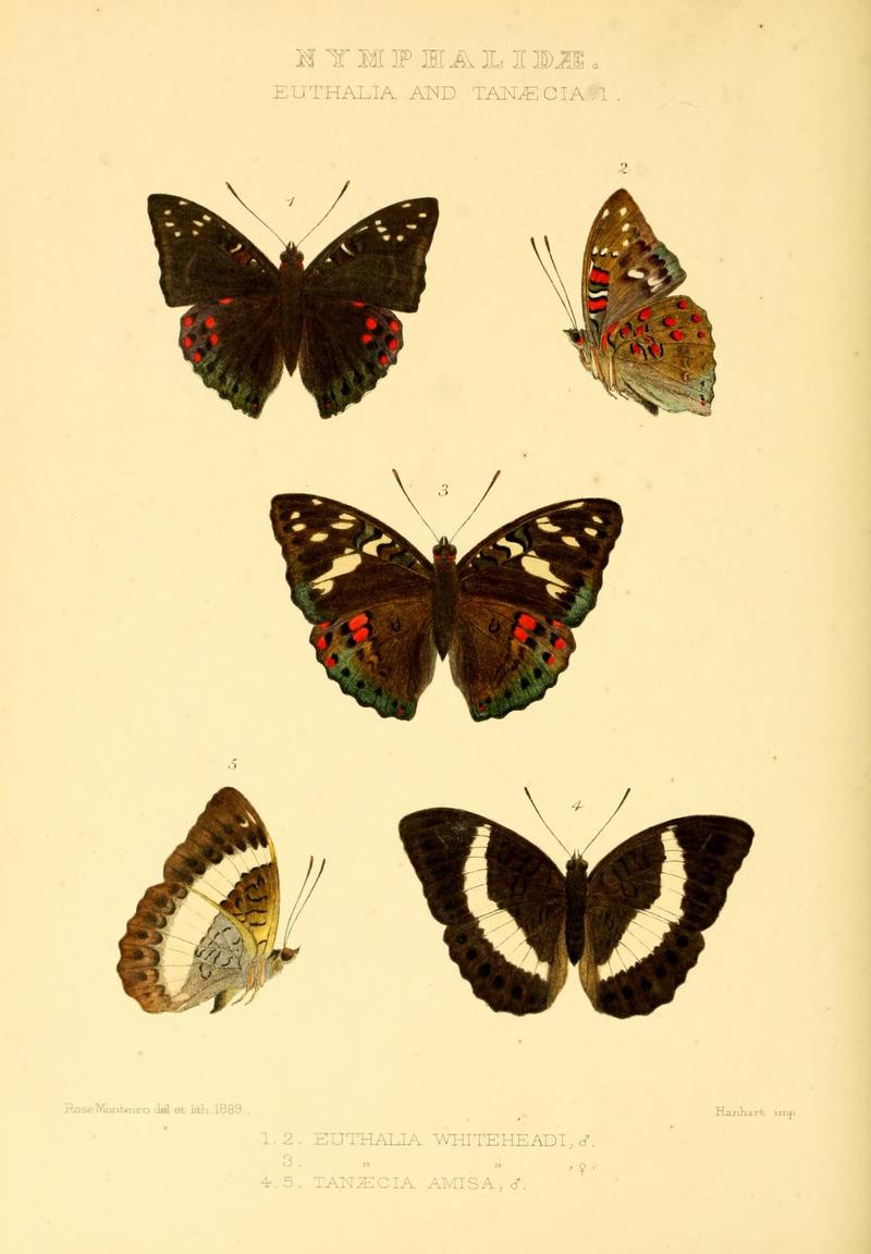 GroseSmithKirby1891RhopExotNymphalidaeEuthaliaandTanaecia