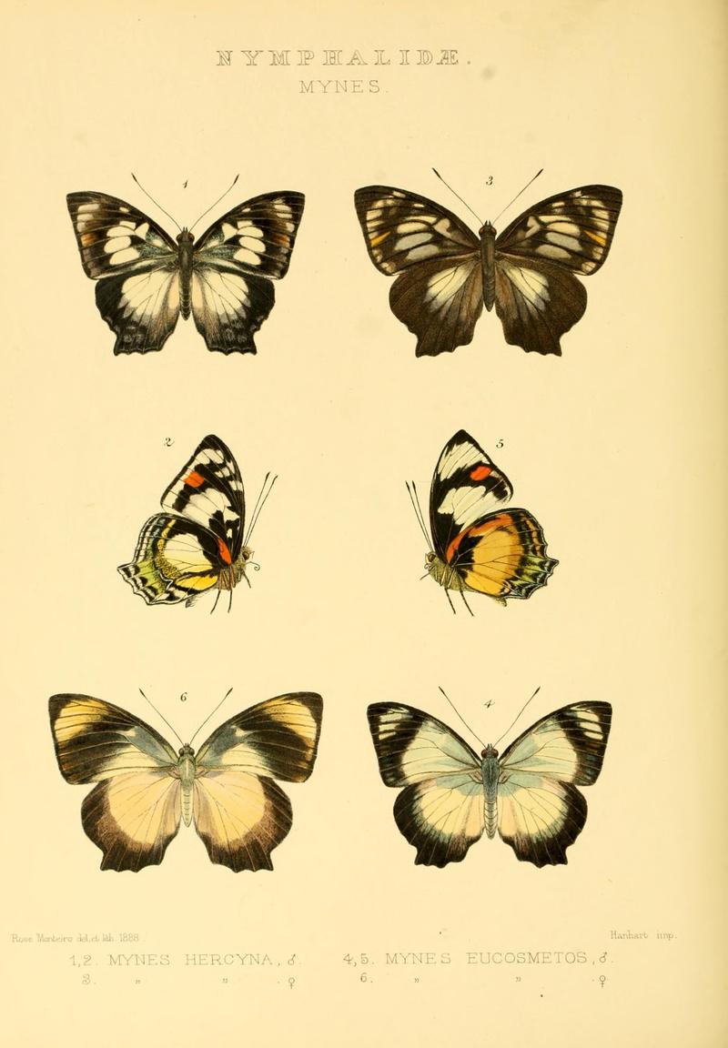 GroseSmithKirby1891RhopExotNymphalidaeMynes