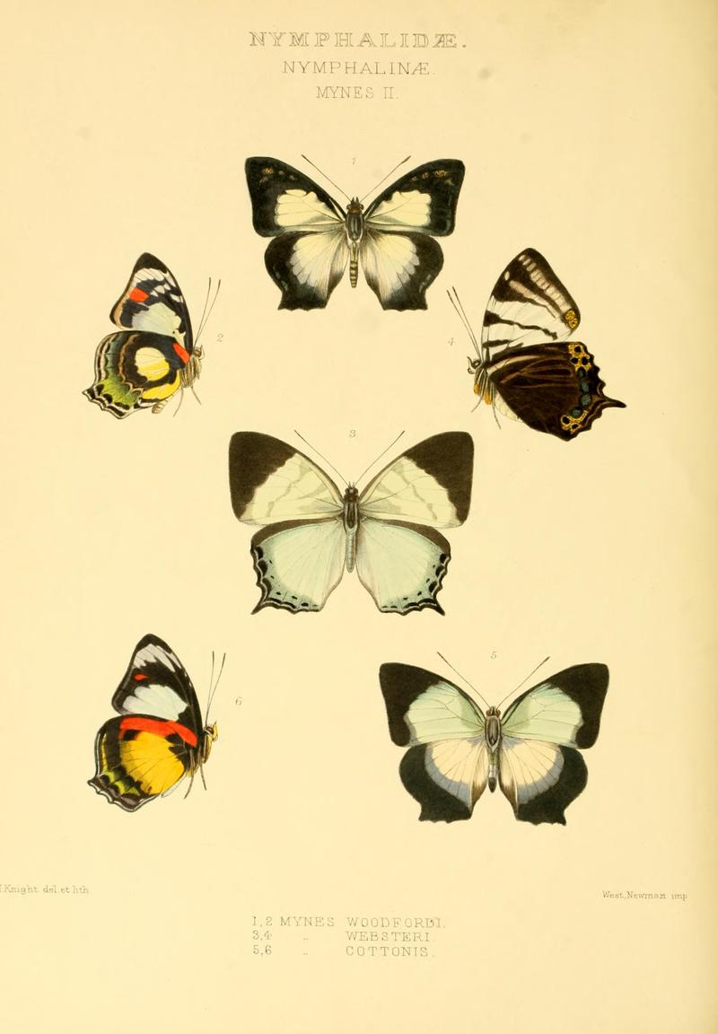 GroseSmithKirby1891RhopExotNymphalidaeMynesII
