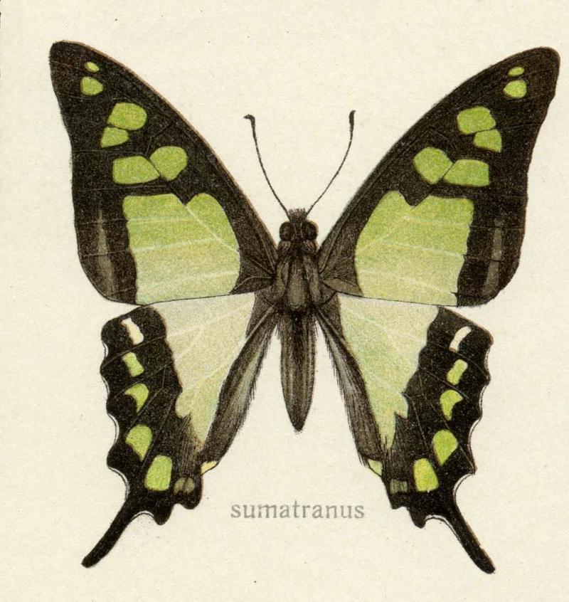 Graphium cloanthus sumatranus