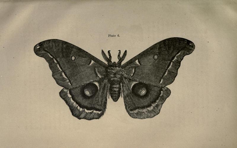 Guide to the study of insects (Pl. 6) (8379606993)
