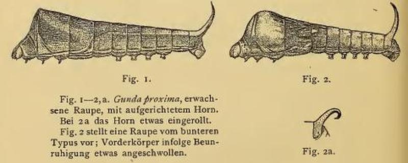 Gunda proxima larva