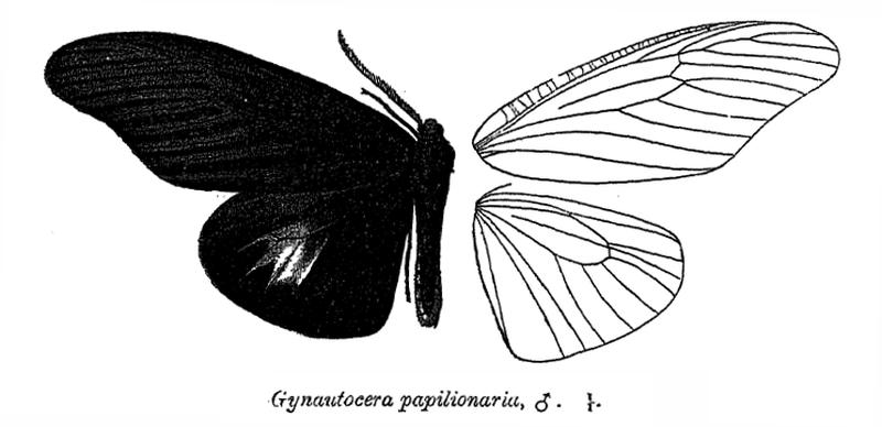 GynautoceraPapilionaria