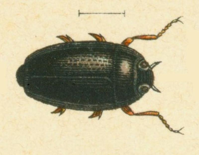 Gyrinus minutus