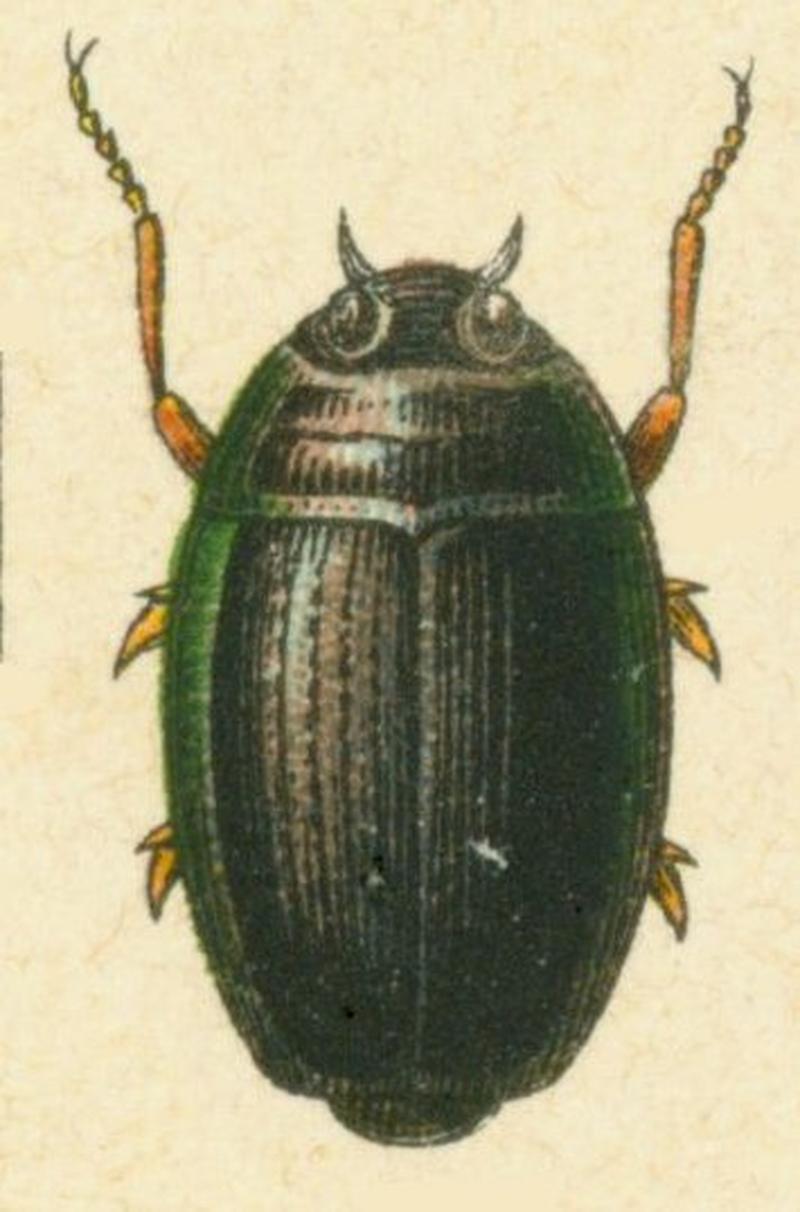 Gyrinus urinator