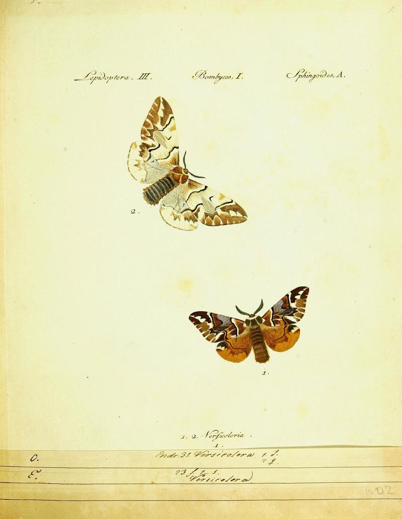 Hübner's papilio (Page Lepidoptera Bombyces) (9101550078)