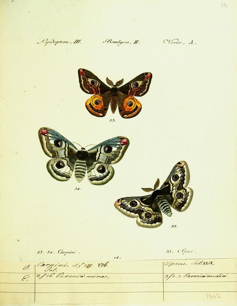 Hübner's papilio (Page Lepidoptera Bombyces) (9101567910)