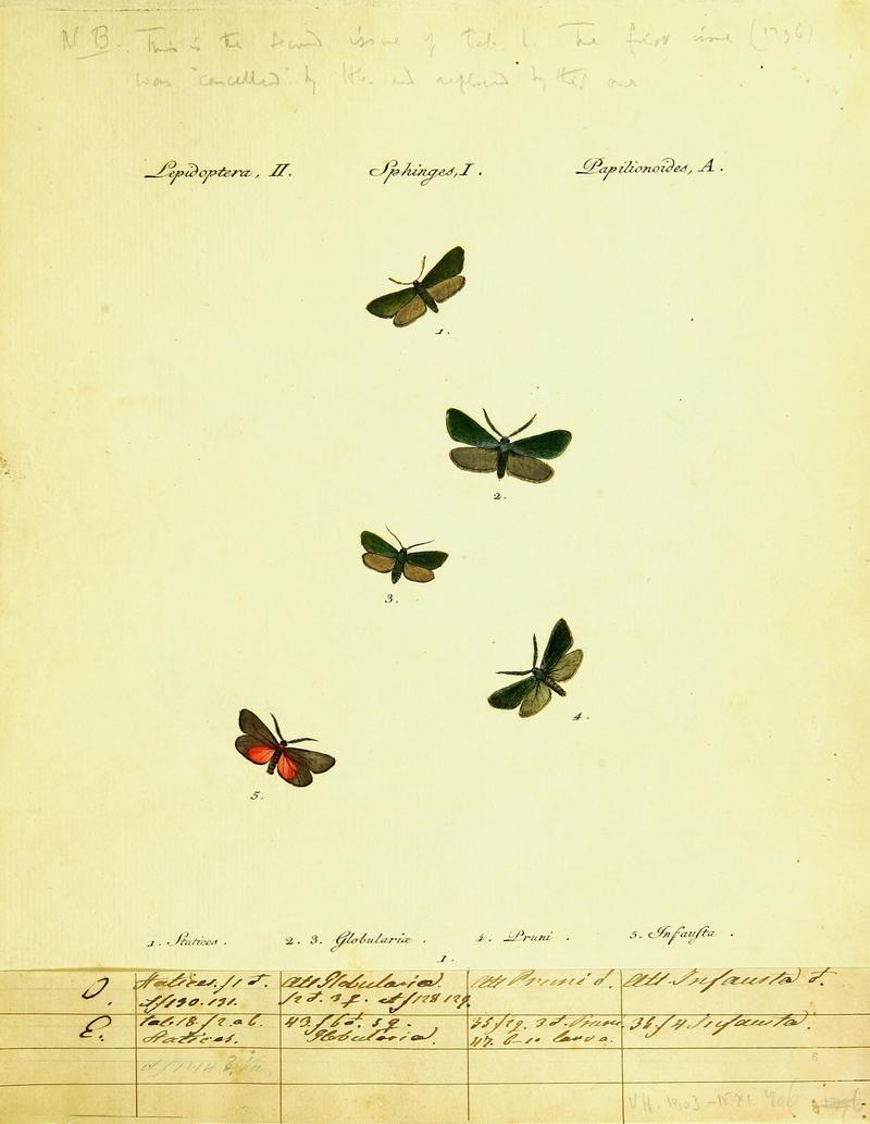 Hübner's papilio (Page Lepidoptera Sphinges) (9099270409)