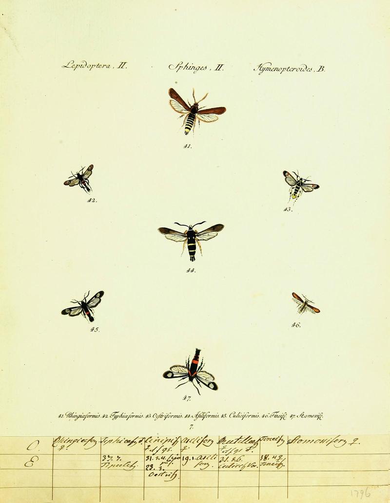 Hübner's papilio (Page Lepidoptera Sphinges) (9099278539)