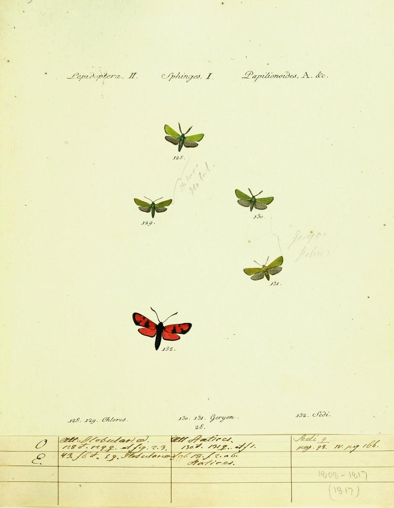Hübner's papilio (Page Lepidoptera Sphinges) (9099307257)