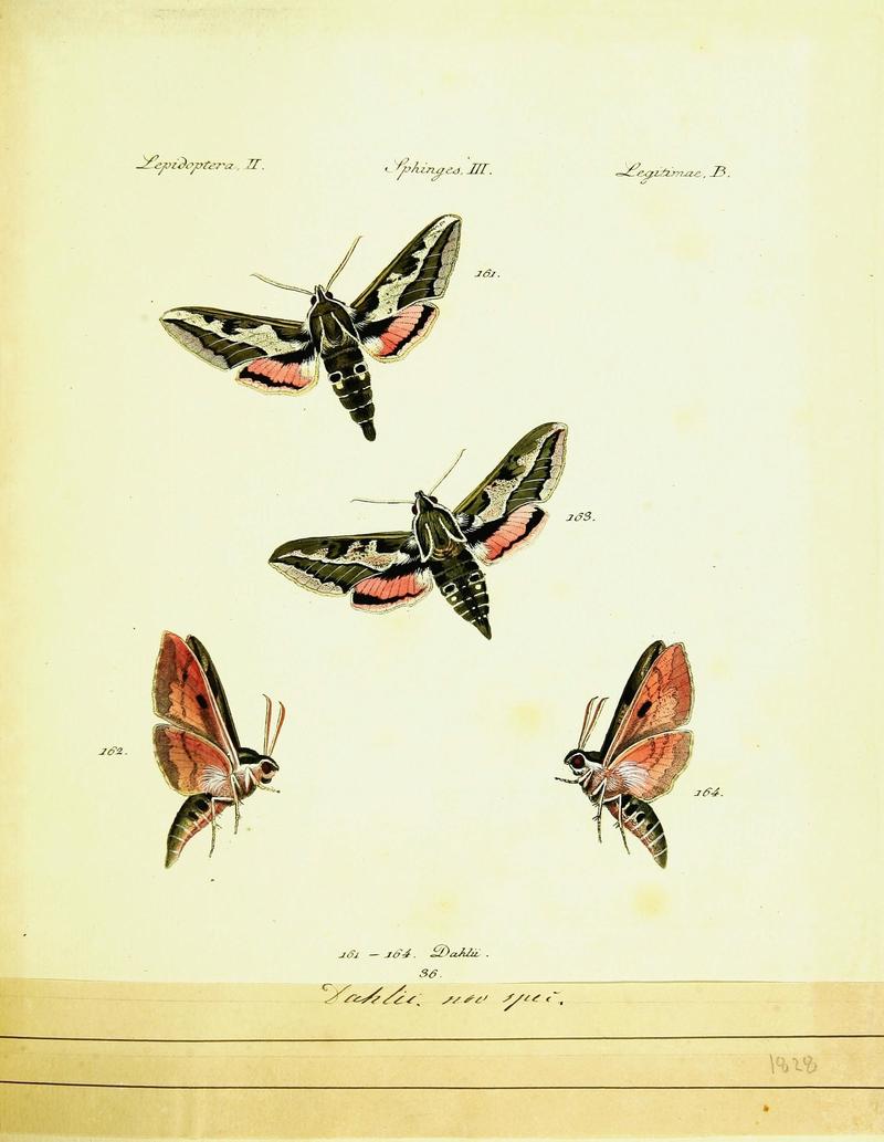 Hübner's papilio (Page Lepidoptera Sphinges) (9099317367)