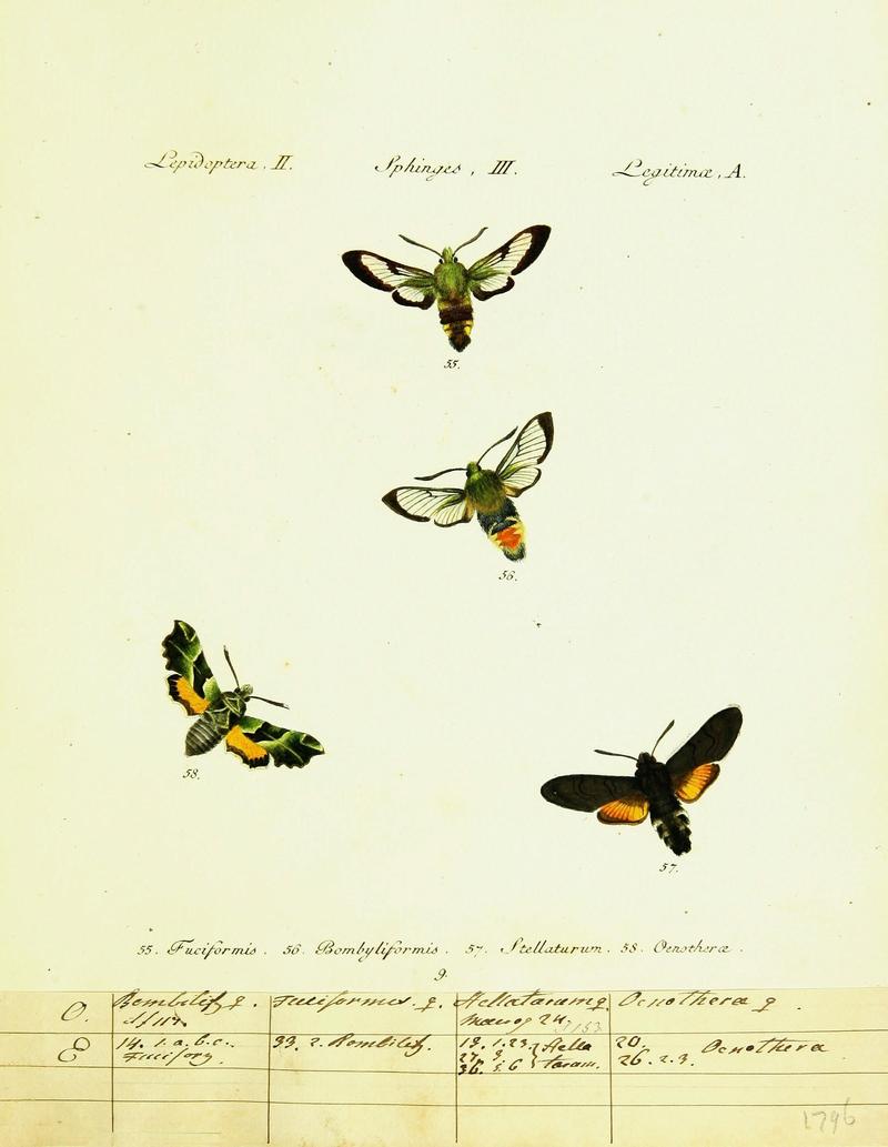 Hübner's papilio (Page Lepidoptera Sphinges) (9101513706)