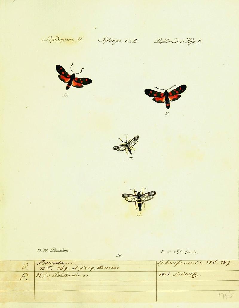 Hübner's papilio (Page Lepidoptera Sphinges) (9101524992)