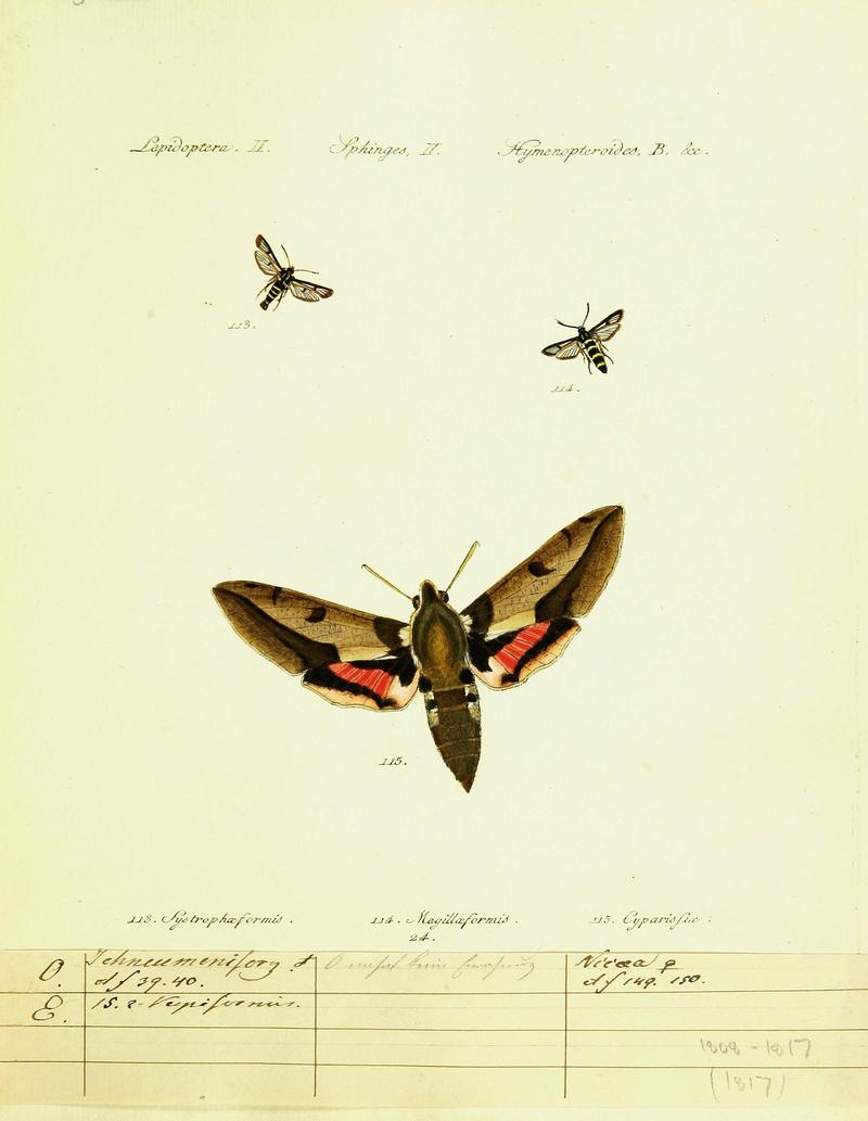 Hübner's papilio (Page Lepidoptera Sphinges) (9101534440)
