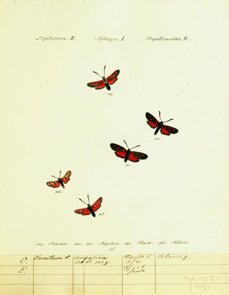 Hübner's papilio (Page Lepidoptera Sphinges) (9101536884)
