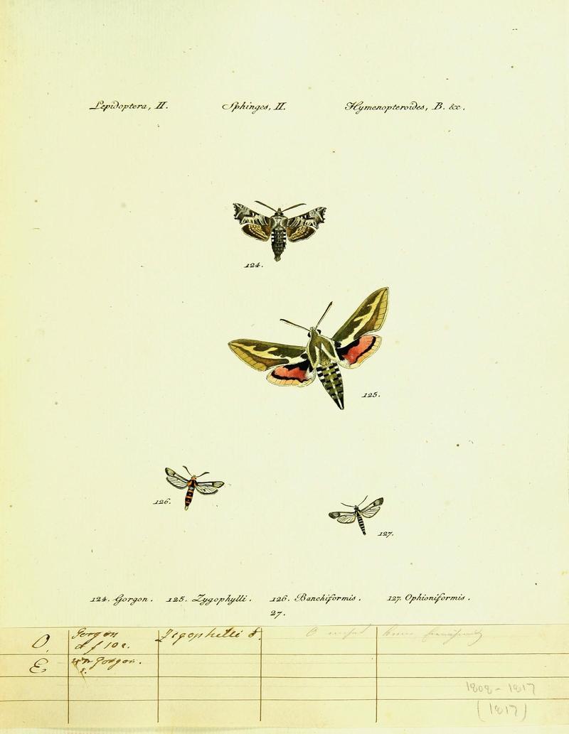 Hübner's papilio (Page Lepidoptera Sphinges) (9101538008)