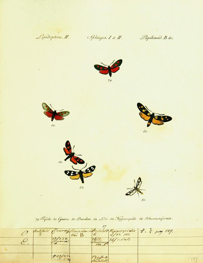 Hübner's papilio (Page Plate II-I&II-B) (9099294733)