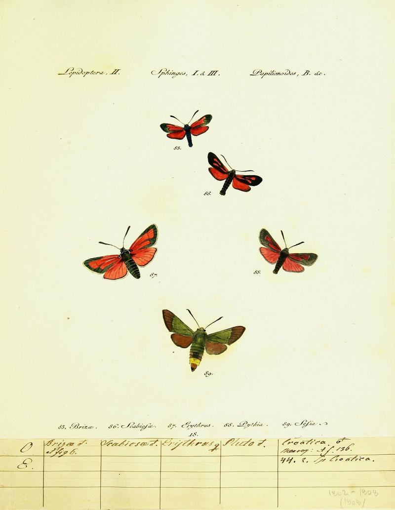 Hübner's papilio (Page Plate II-I&III-B) (9099295837)