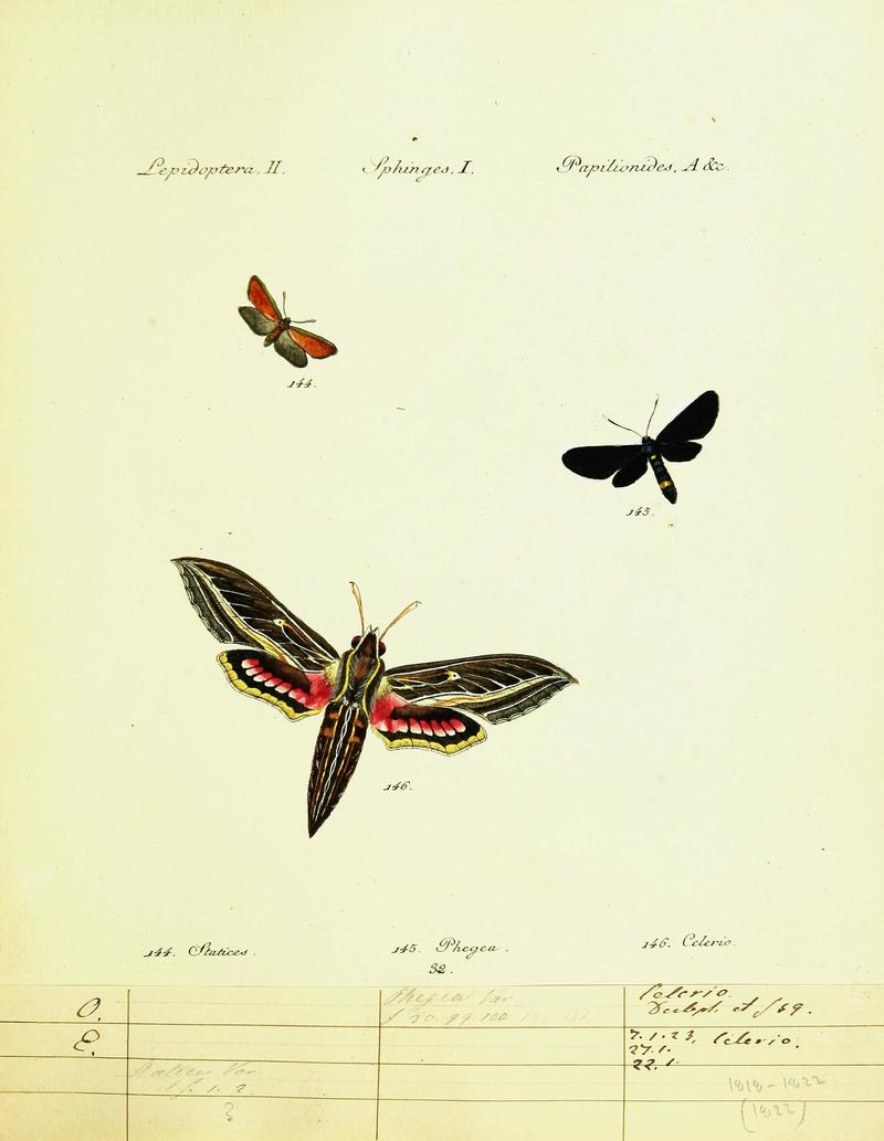 Hübner's papilio (Page Plate II-I-A) (9099311895)
