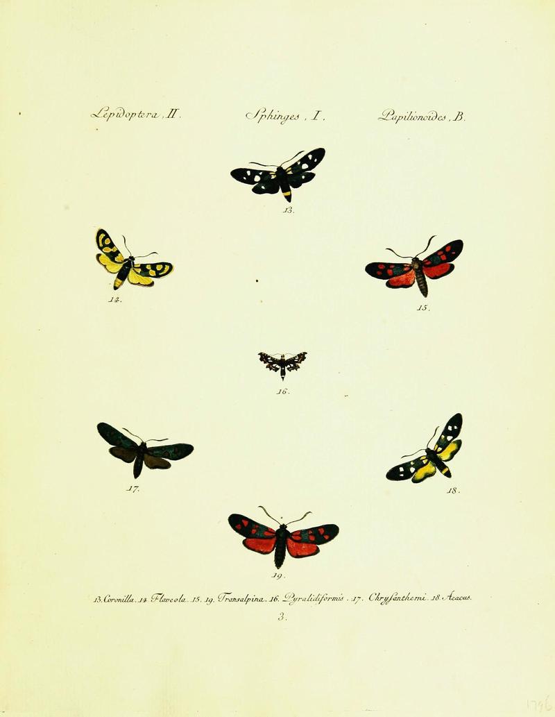 Hübner's papilio (Page Plate II-I-B) (9099272811)