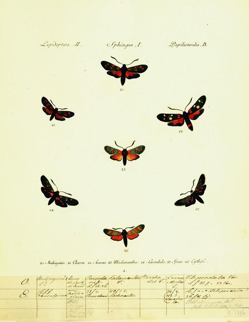 Hübner's papilio (Page Plate II-I-B) (9099273731)