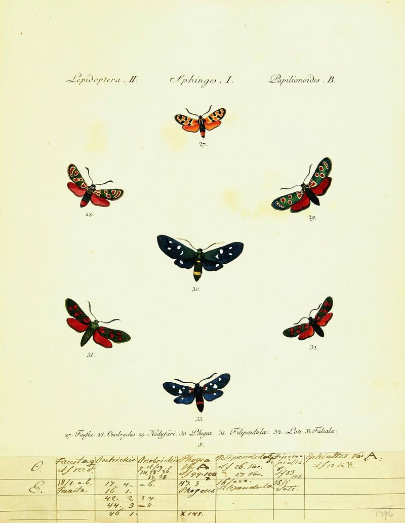 Hübner's papilio (Page Plate II-I-B) (9099275309)