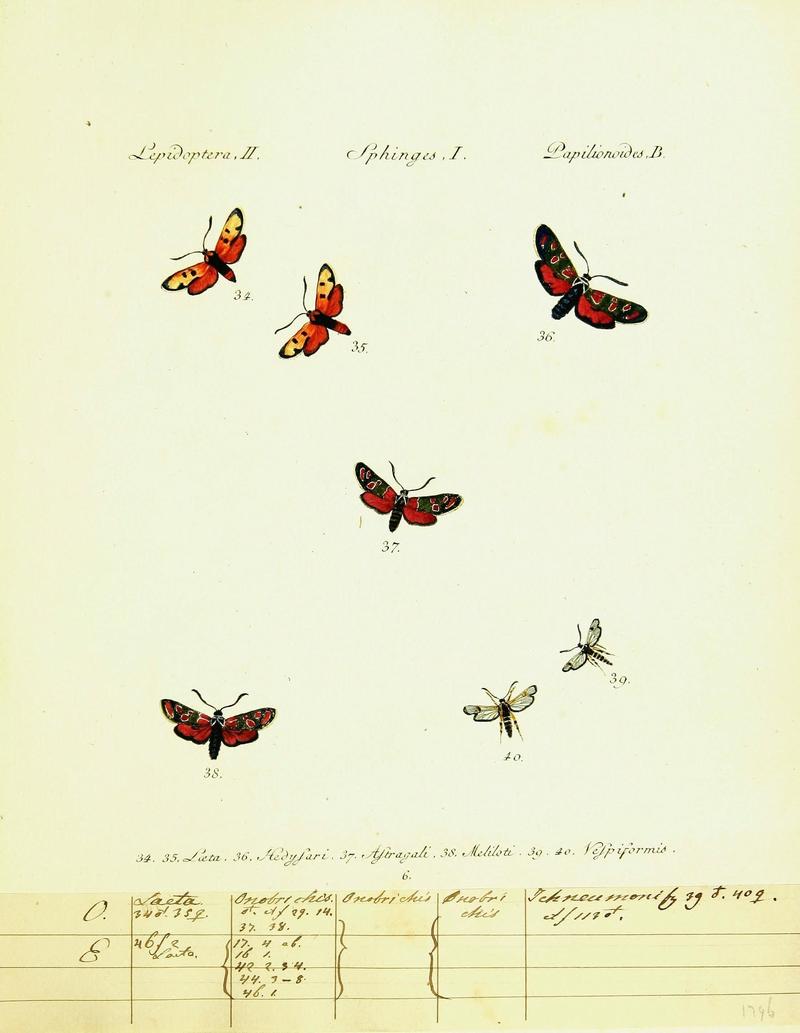 Hübner's papilio (Page Plate II-I-B) (9099277325)