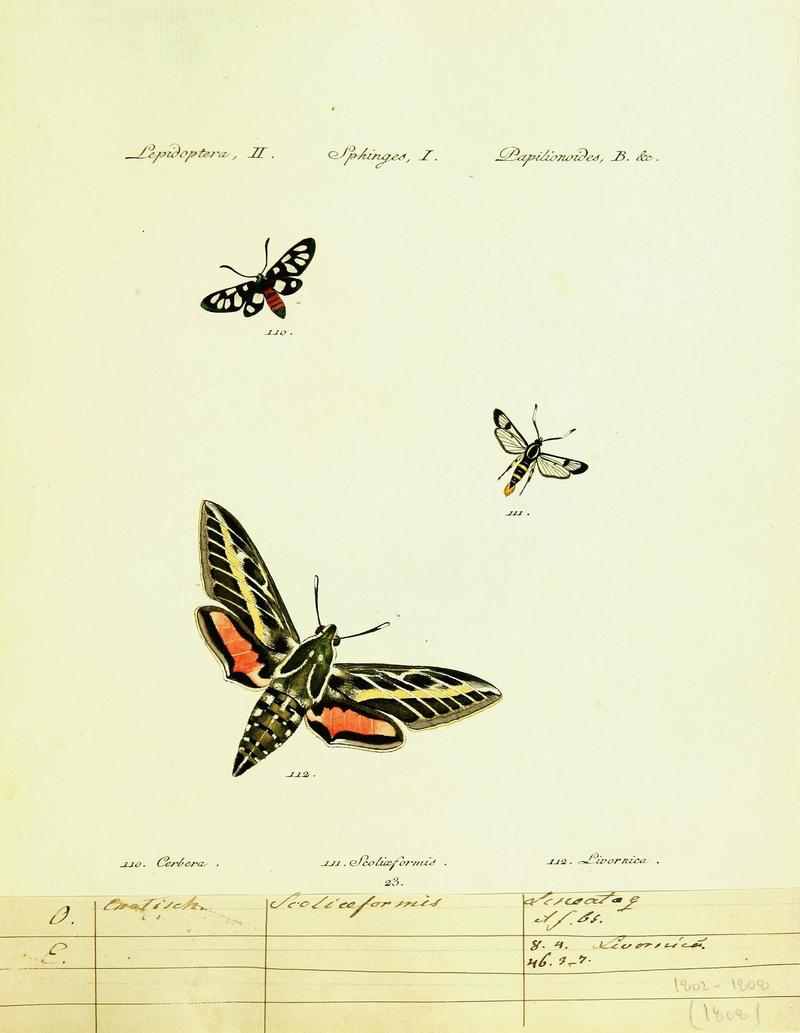 Hübner's papilio (Page Plate II-I-B) (9099301405)