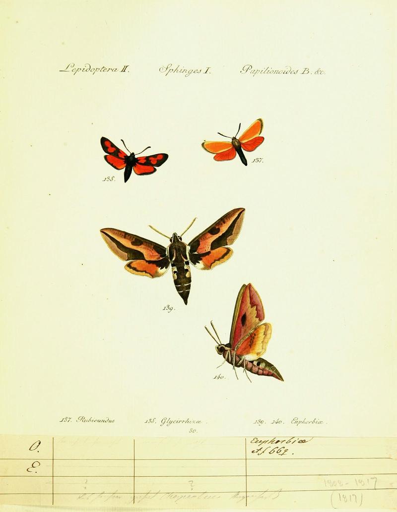 Hübner's papilio (Page Plate II-I-B) (9099309493)