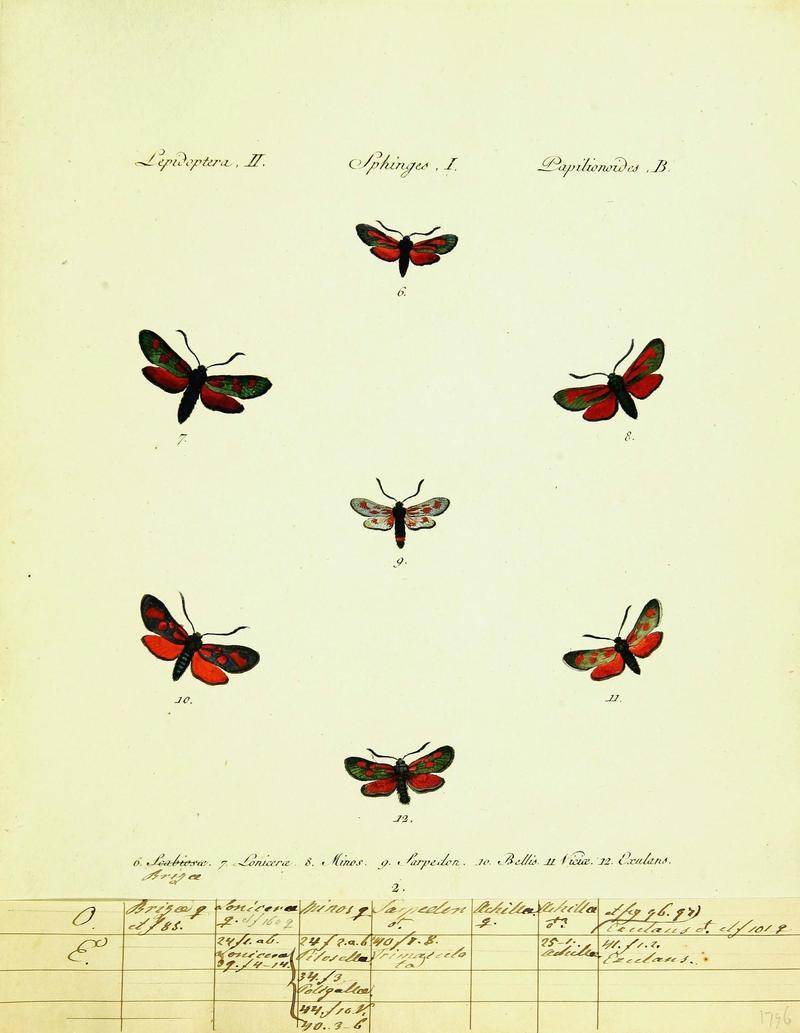 Hübner's papilio (Page Plate II-I-B) (9101503772)
